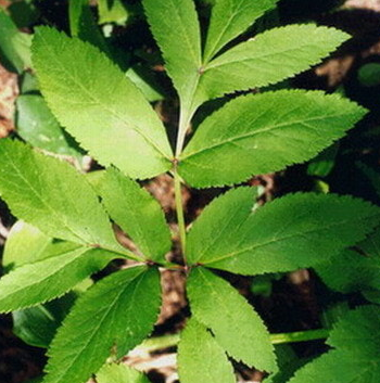 당귀 효능 부작용 뿌리 고르는법