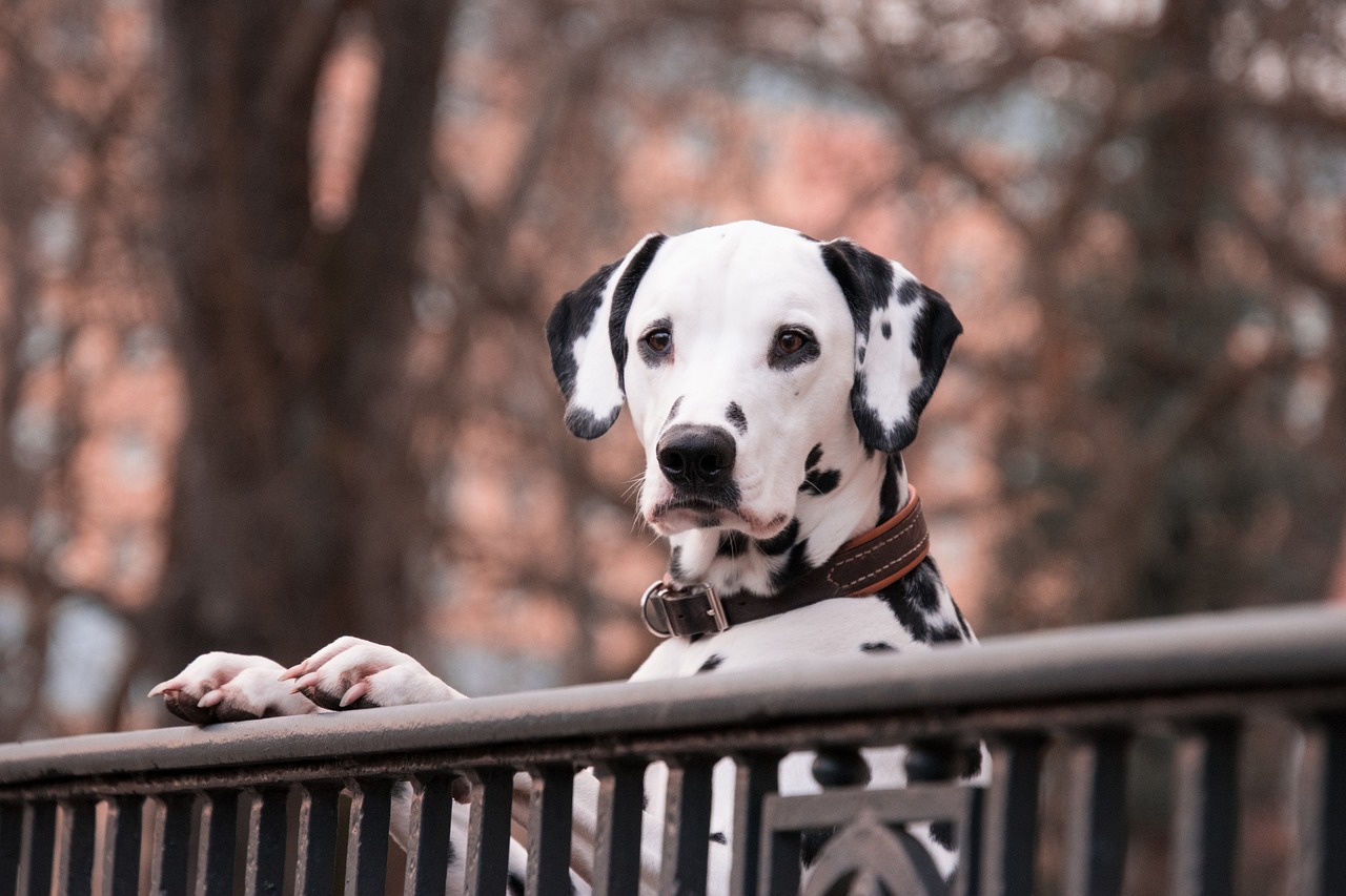 달마시안(Dalmatian)0