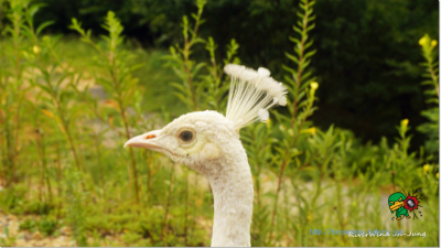 공작새 머리 깃털