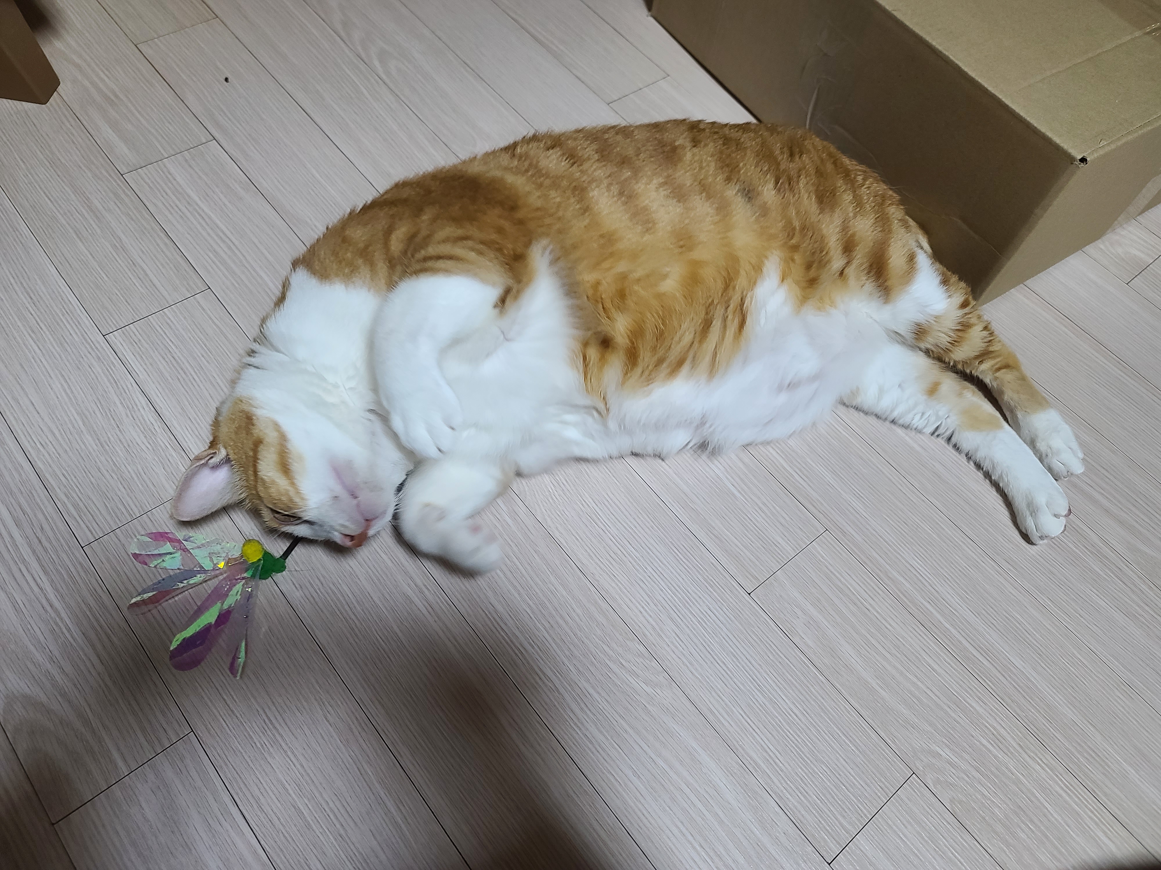 고양이 실리콘 낚싯대의 장단점 (feat.냥냥이들의 반응)