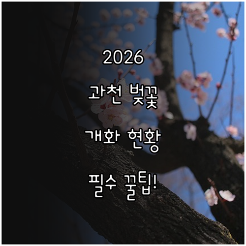 2026년 과천 봄나들이를 위한 벚꽃..