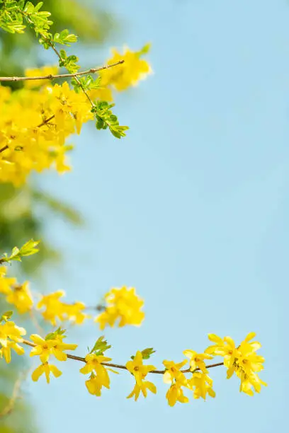 응봉산 개나리 서울 도심에 봄의 향연 여행기