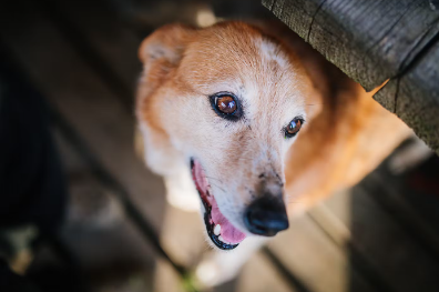 마운팅하기 쉬운 개.