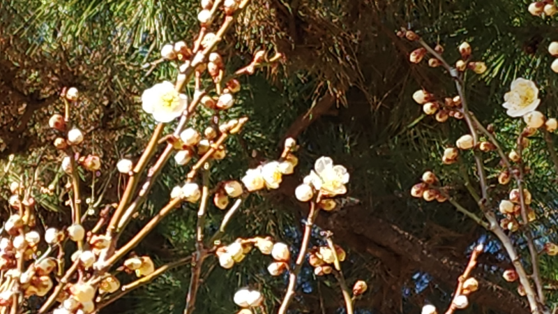부산 첫매화