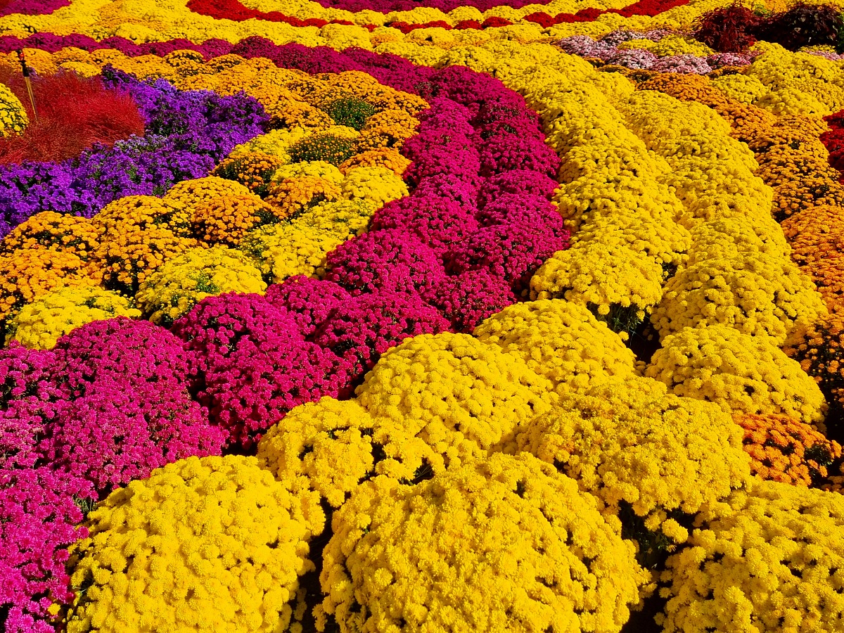 서울 근교 가을꽃 만발한, 경기도 고양시 강매석교공원 창릉천 코스모스축제
