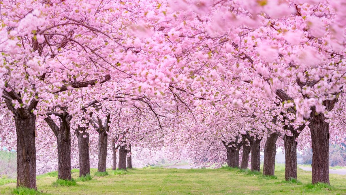 벚꽃축제 지역별 시기 정리