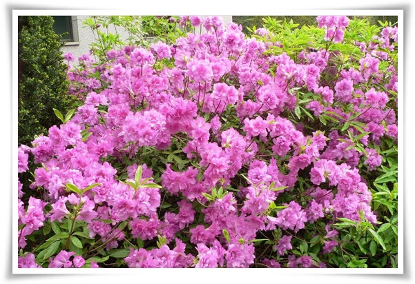 "철쭉" 봄을 수놓는 붉은 유혹, 당신이 몰랐던 화려한 비밀의 꽃!