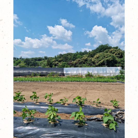 토양 10cm 온도 측정 화면