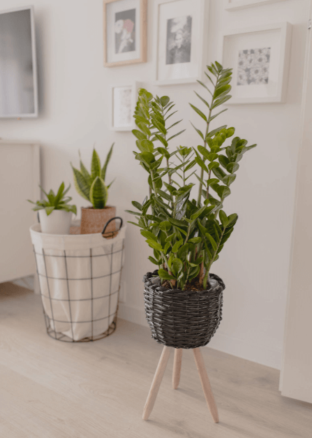 금전수 돈나무 키우기 물주기 가지치기