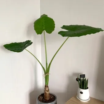 알로카시아 키우기 물주기 햇빛온도 관리 잎 크게 키우는 법_7