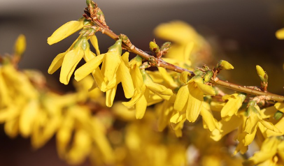노란색 꽃으로 물든 계절: 노란 꽃 식물 도감