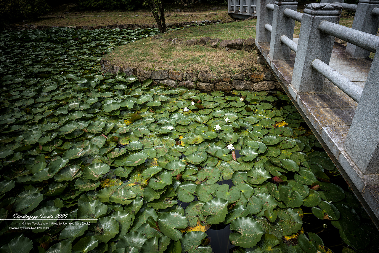 #안동 #체화정 #연꽃 #연못 #배롱꽃