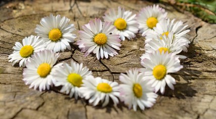 청년마음건강 지원 