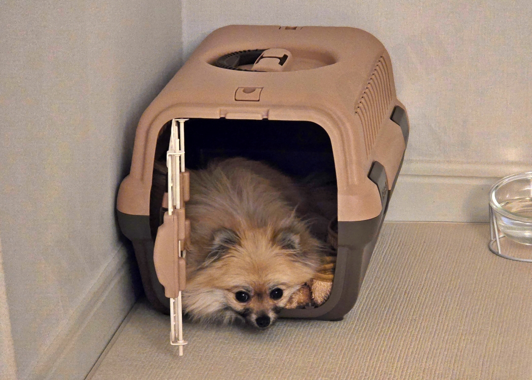 켄넬 안에서 쉬고 있는 강아지