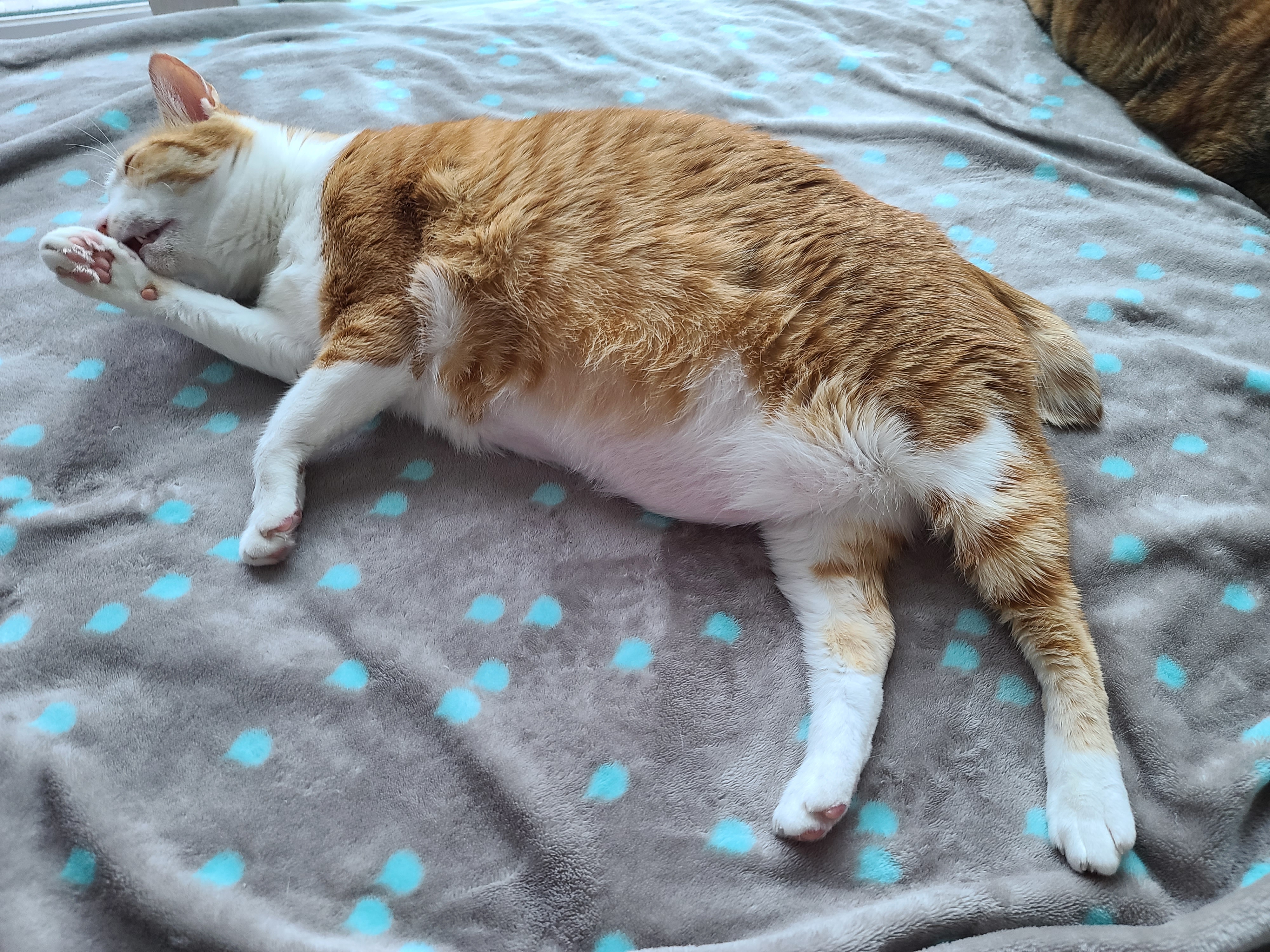 귀엽게 자는 고양이들. 비오는날 아홉냥이들.