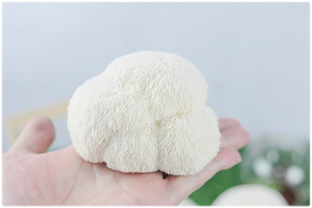 노루궁뎅이버섯의-효능