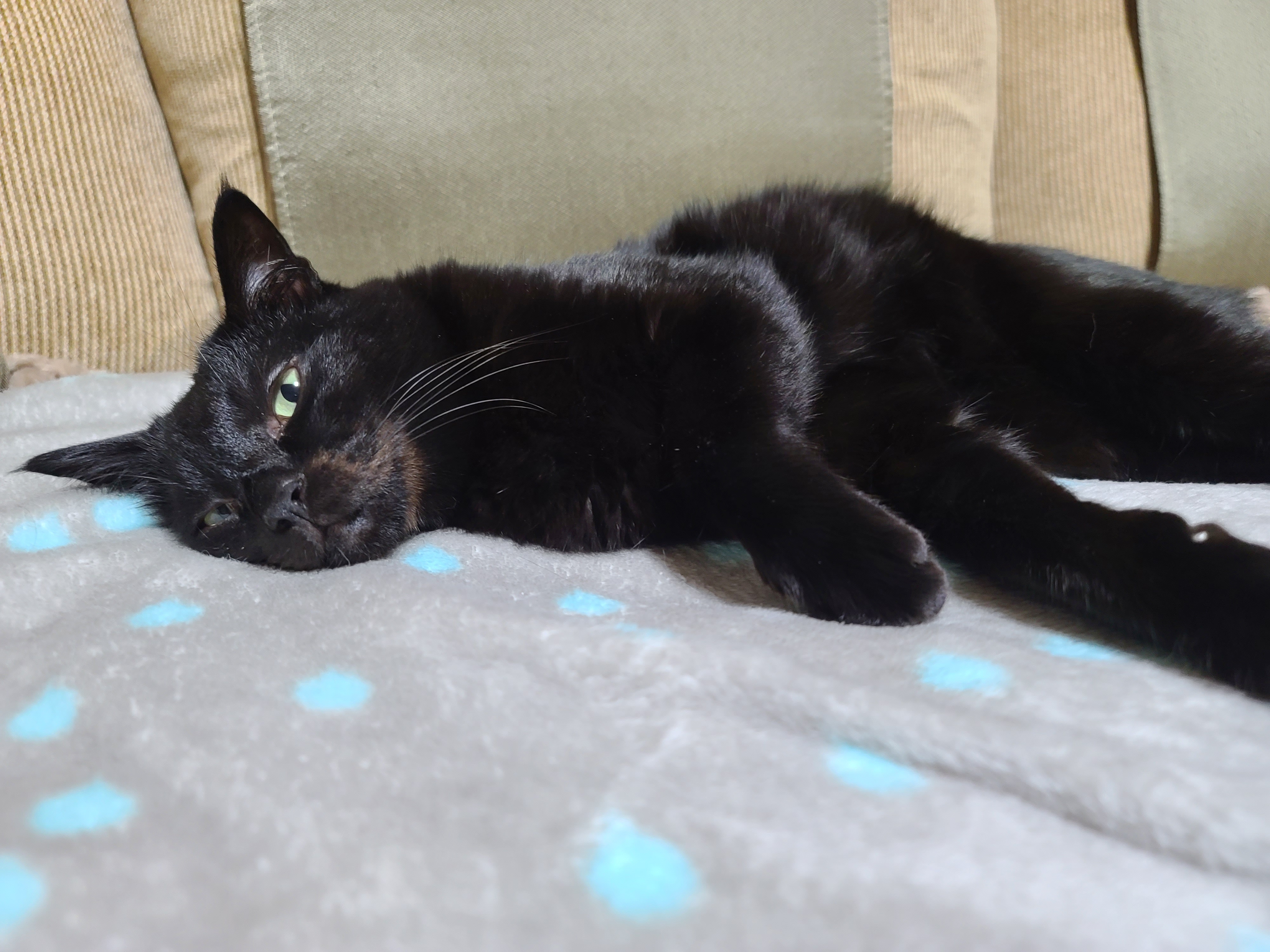 졸리지만 안자려고 노력하는 멋쟁이 고양이 건 ㅋ