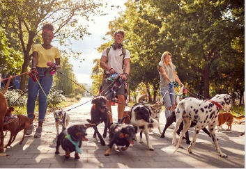 펫시터 관련 사진