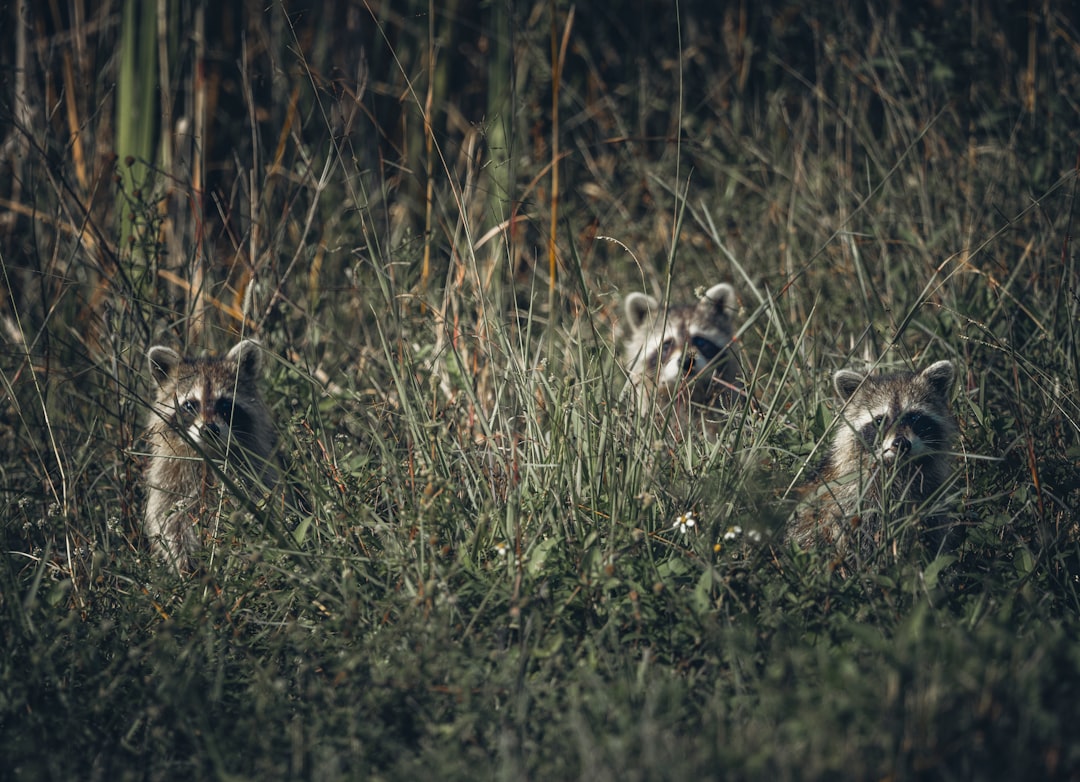 Rabies