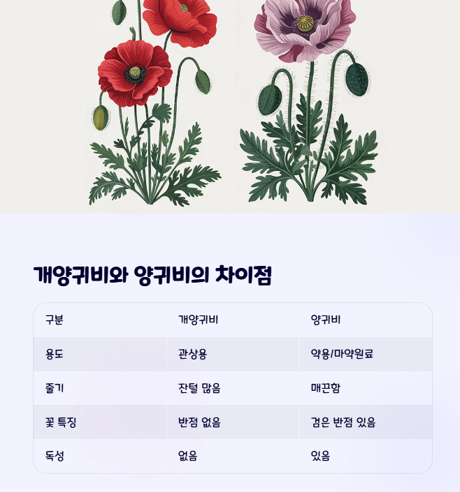 개양귀비와 양귀비 차이