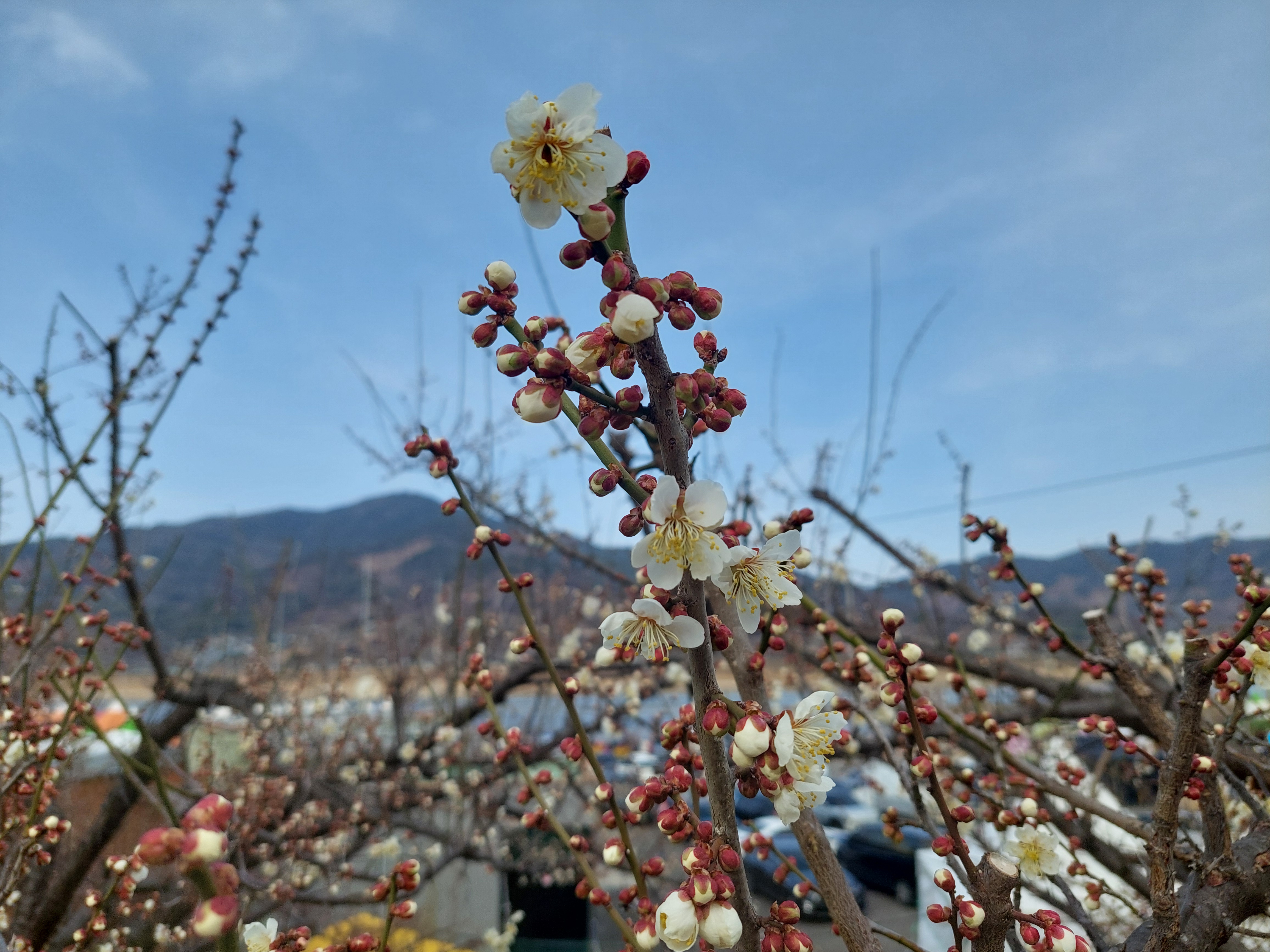 쫓비산