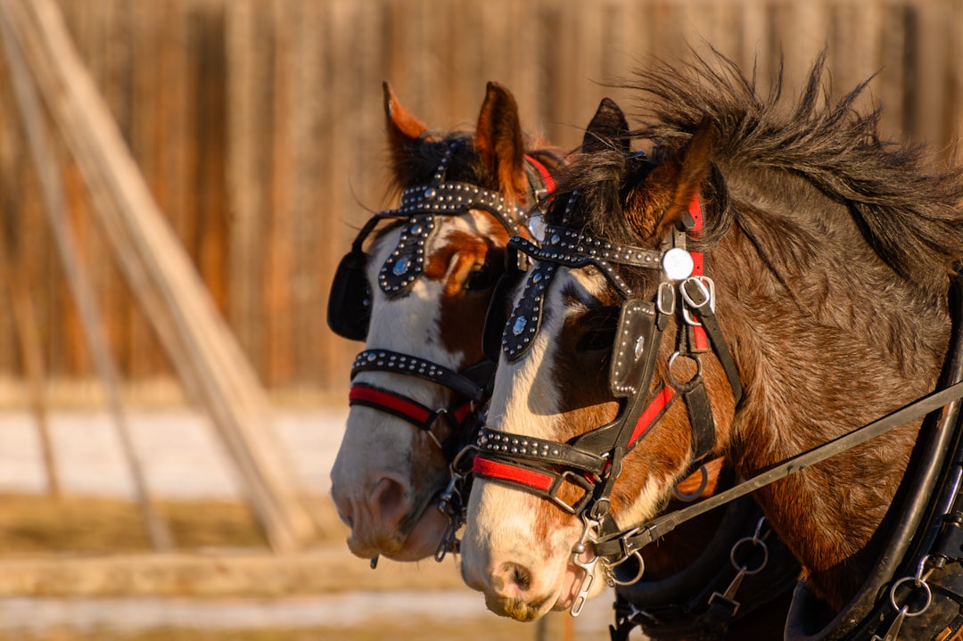 Harness
