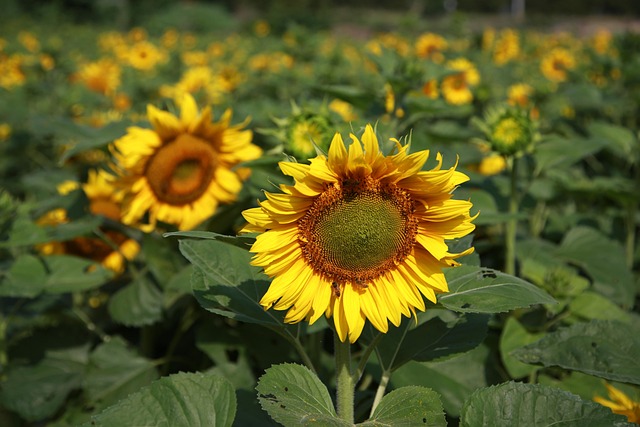 함안 강주 해바라기 축제 일정