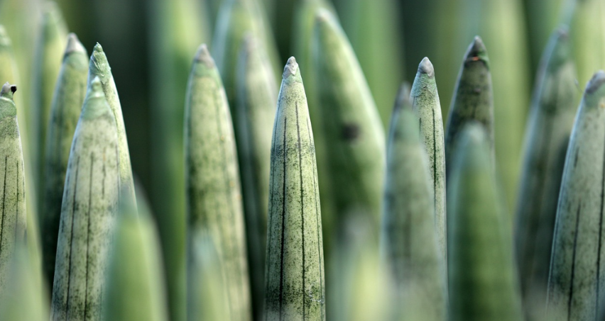식물이 성장하지 않을때 원인과 해결법