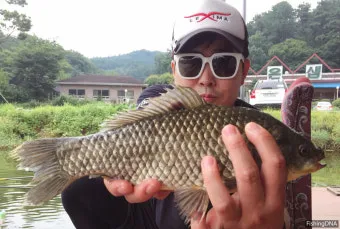 낚시 대상어 붕어 잉어 향어 입질 시간과 채비 팁_11