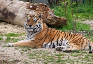 호랑이 꿈해몽, 길몽일까 흉몽일까? (상황별, 색깔별 의미)