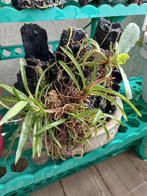 반려식물 키우기