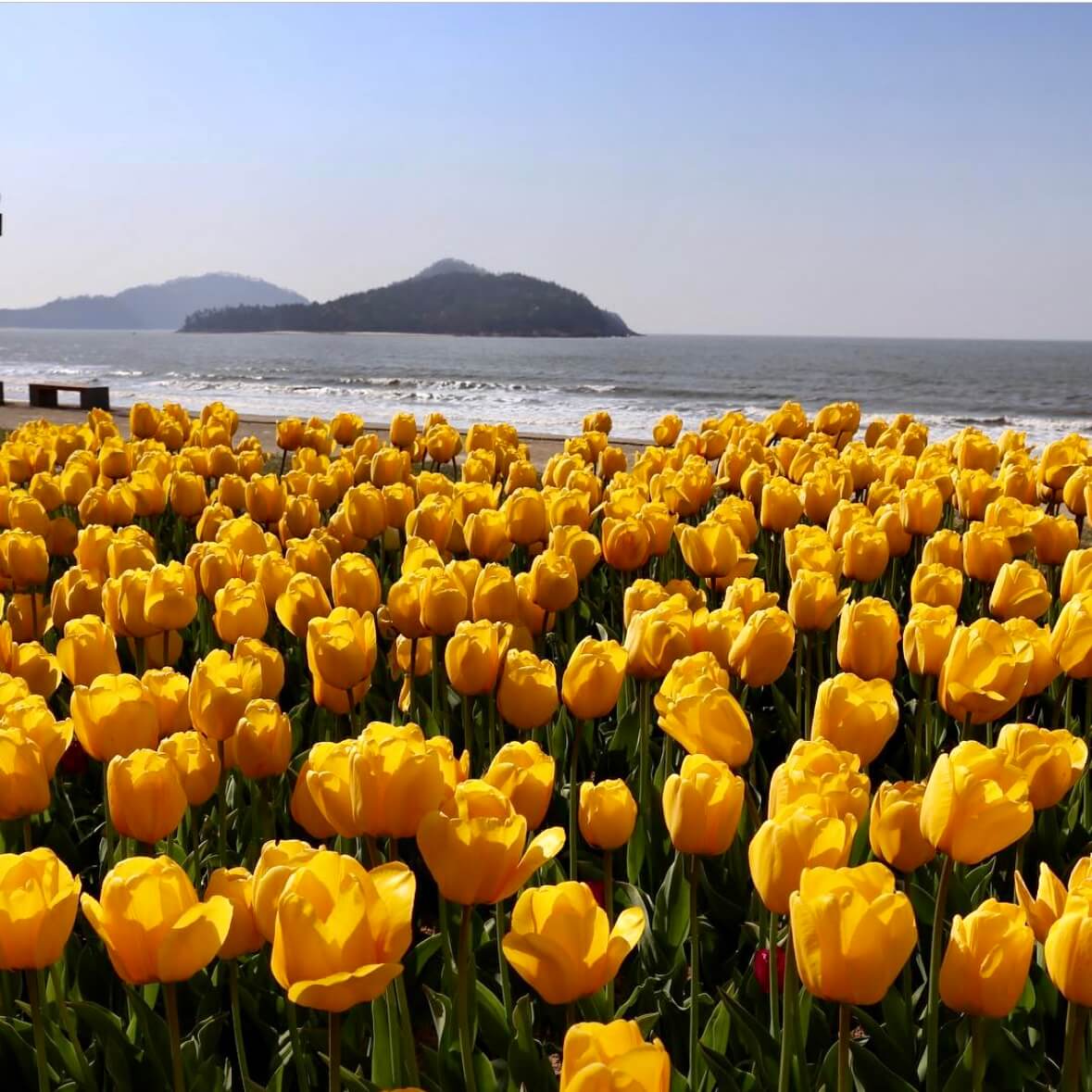 임자도 튤립축제기간