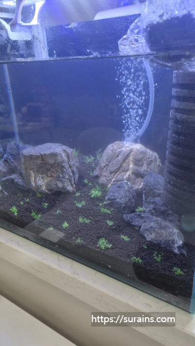 수초어항 꾸미기 준비물 레이아웃 만들기 정보