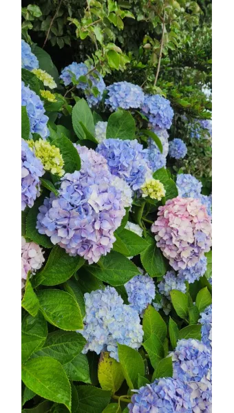 수국 키우는 법 씨앗 파종 시기 화분_18