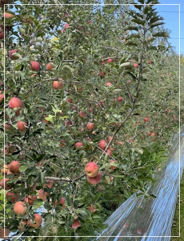 예산 가볼만한곳 베스트10 예산사과와인 와이너리 (체험&middot;판매 겸)