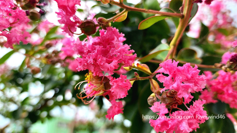 배롱나무꽃,백일홍,여름꽃,간지름나무