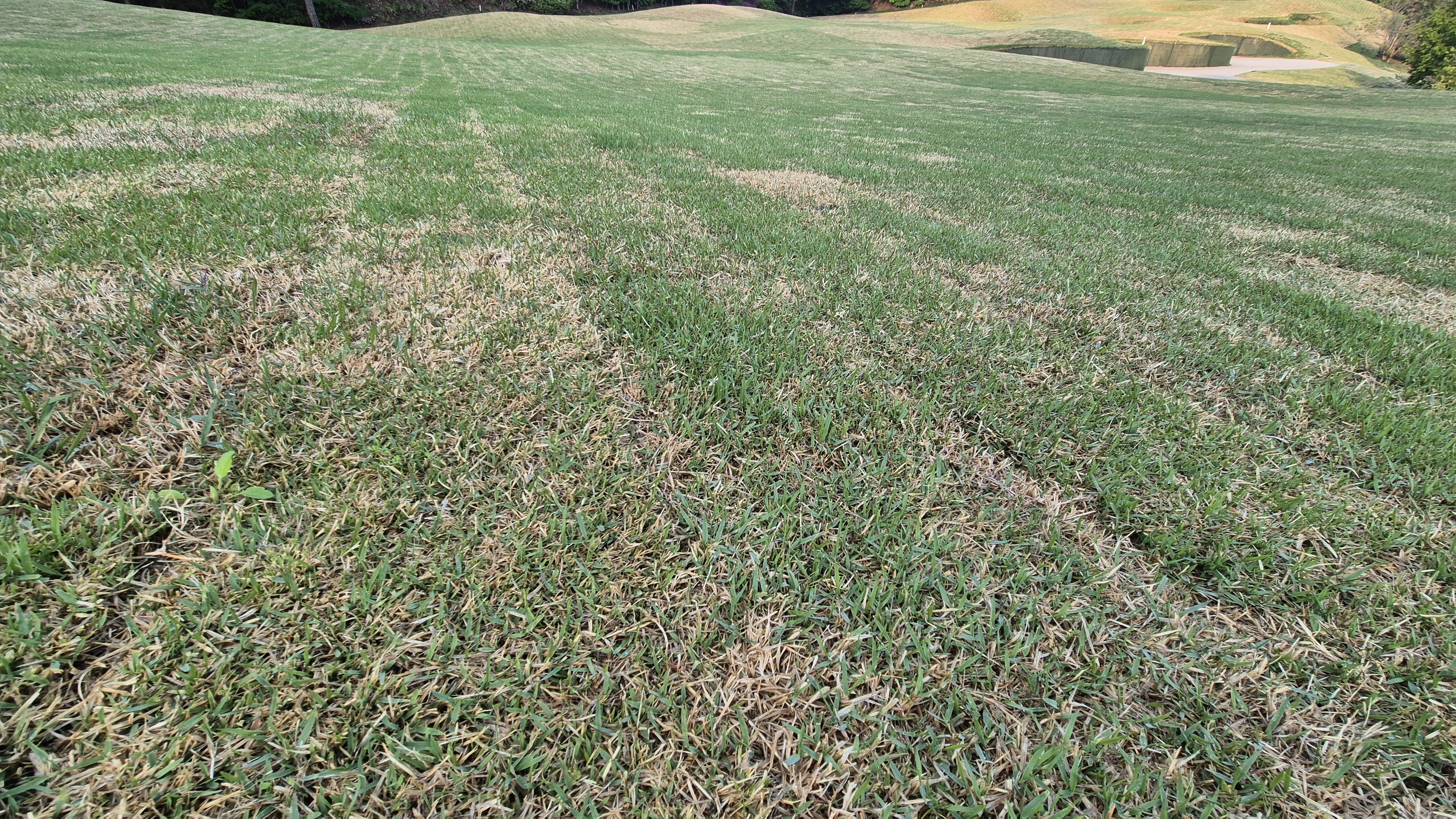 마에스트로cc 라운드 후기