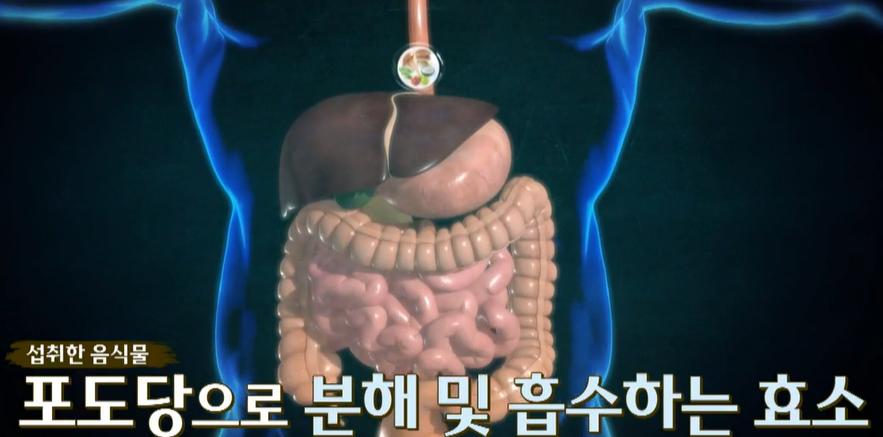 카무트 효소