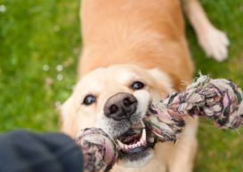 개 근첨성 치주염