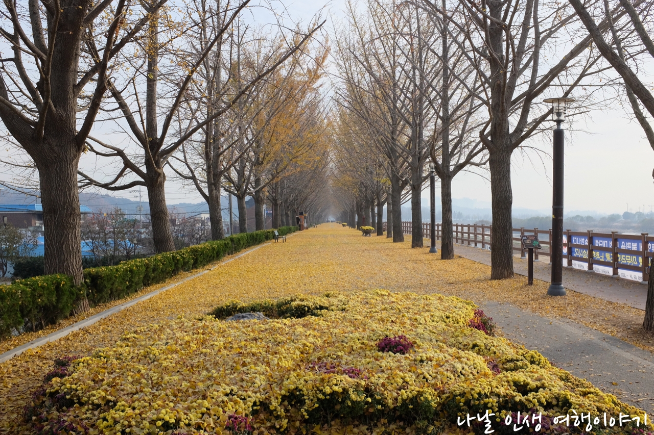 “곡교천변_은행나무길_20”data-filename=