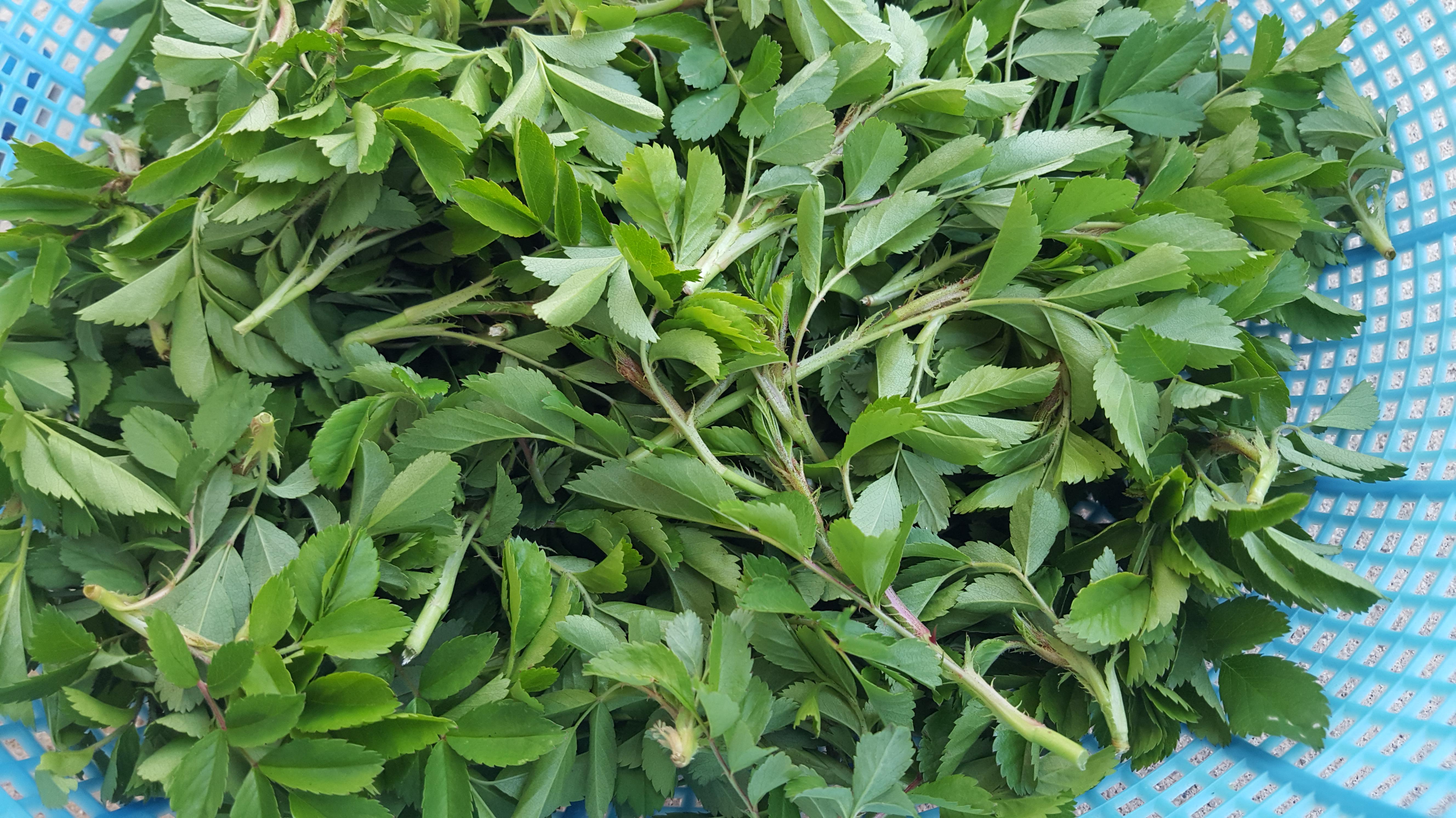 녹색, 찔레순, 바구니, 풀, 바구니