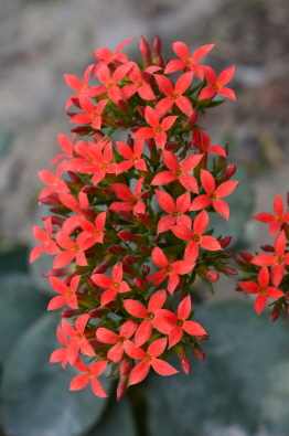 영취산 진달래 축제