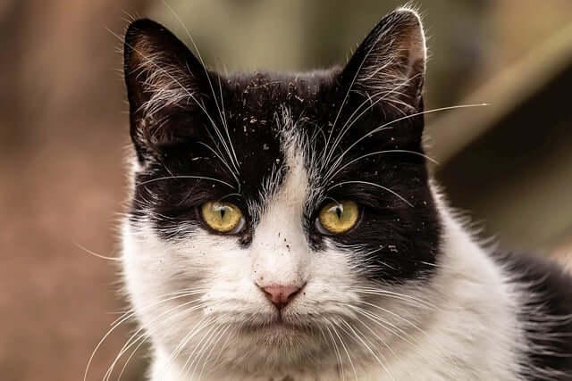 반려동물 고양이