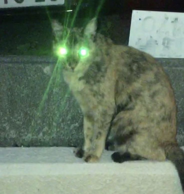 고양이의 감각기관