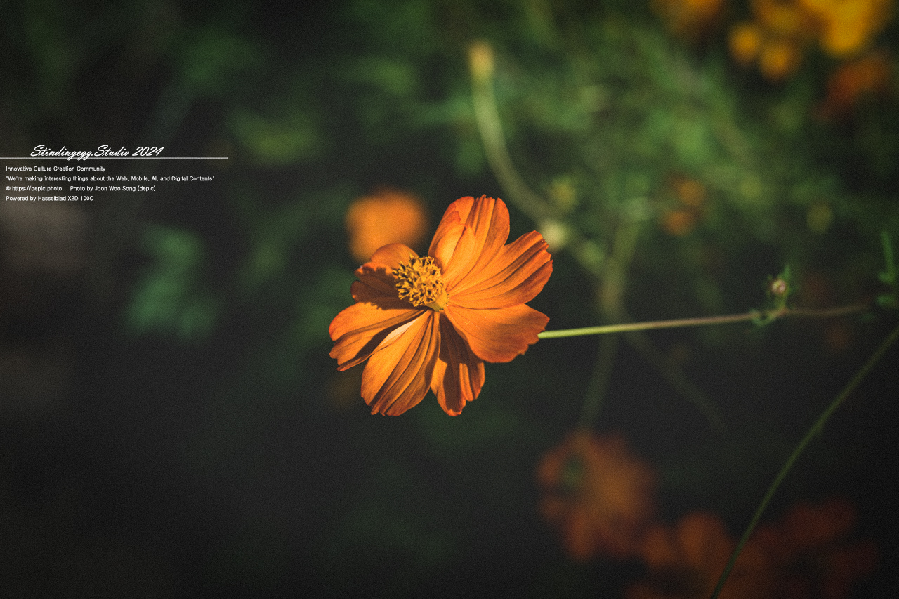 #서울 #식물원 #서울식물원 #꽃