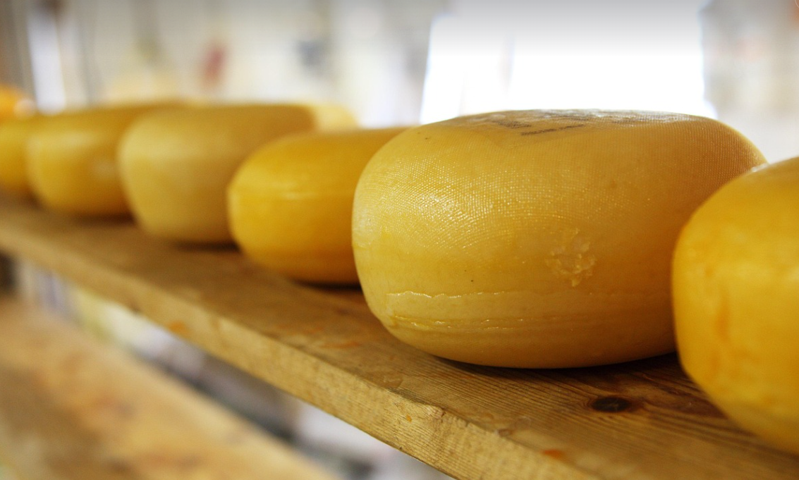 치즈 만들기 체험