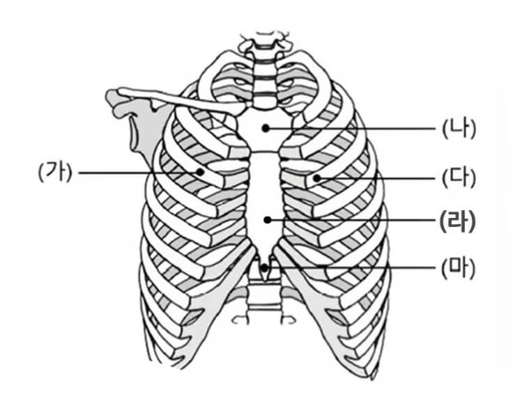 가슴압박 심폐소생술 위치