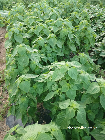 넓게 펼쳐져 자라는 초록빛 깻잎 밭