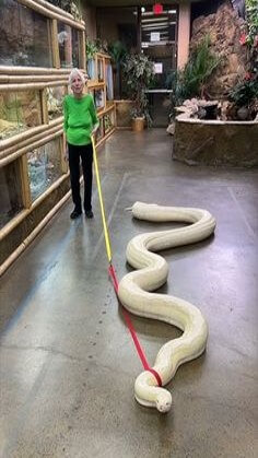 한-십미터정도-되는-거대한-흰-뱀을-사육사-할머니가-목에-줄을-매달아-지켜보는-모습