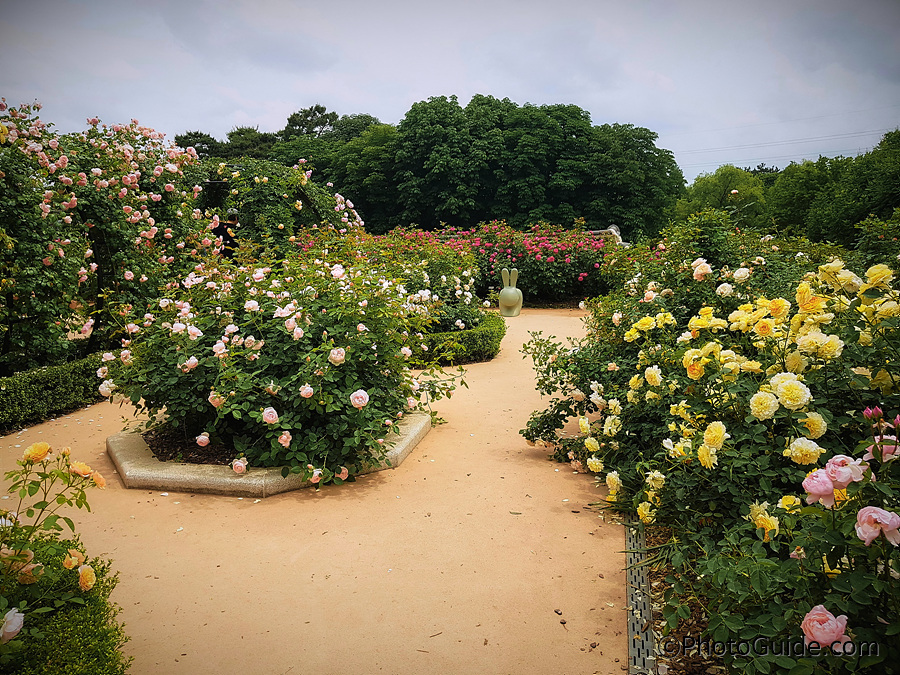 전주수목원장미